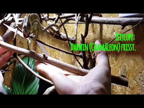 Chamäleon im Bio-Club - Fütterung