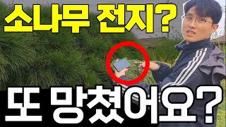 나무(소나무) 전지. 할꺼면 제대로 배우자.