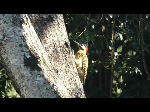 Green-barred Woodpecker, Colaptes melanochloros, Avia Terai, Chaco, Argentina, 9 Febr 2026 (4/5)