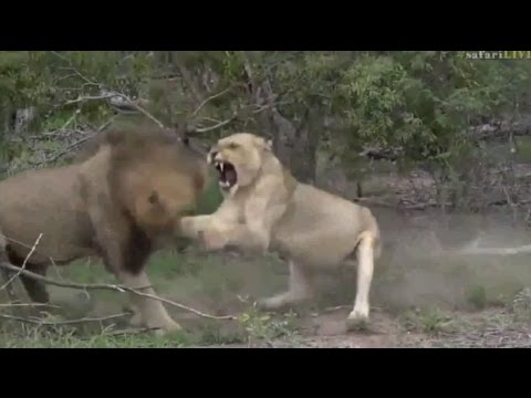 Safari Live : The Nkuhuma Pride and Birmingham Boys on drive this afternoon Jan 07, 2017