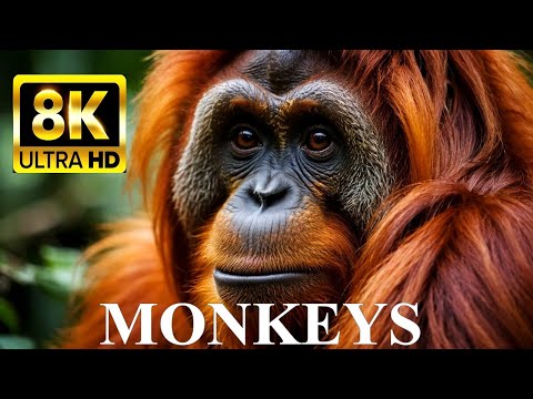 MONKEYS & APES 8K Ultra HD – Names, Locations And Real Sounds