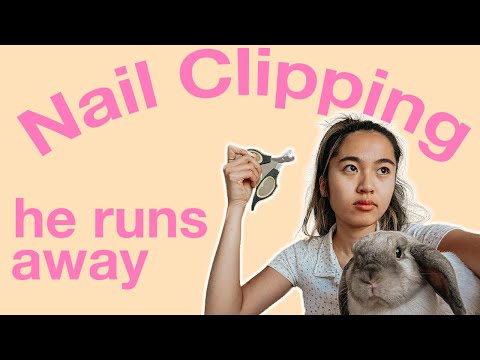 YouTube video about: How to keep rabbits nails short without cutting?
