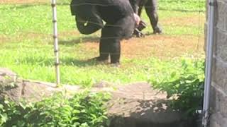 Chimp throws poop on daughter and myself part 2 of shit in next video