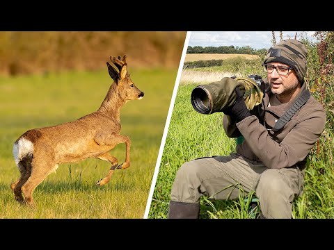 Roe Deer Photography Tips - Get Your Best Photos of Roe Deer (Fieldcraft, Camera Settings,Technique)