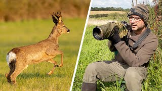 This is What I Learnt About Photographing Roe Deer: (Fieldcraft, Camera Settings & Techniques)