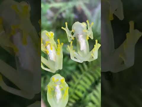 Sklenná žaba Hyalinobatrachium fleischmanni s priehľadným bruškom