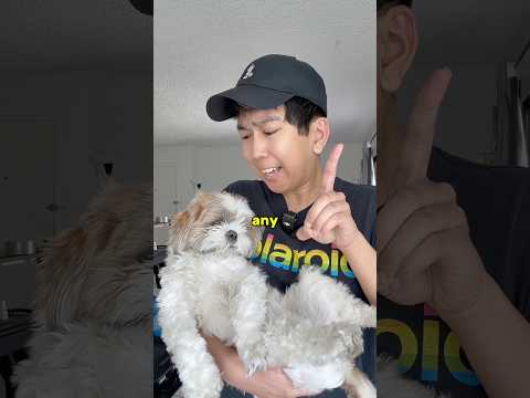 My Dog Hates Balloons