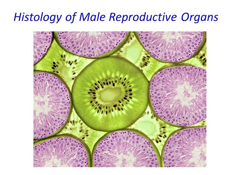 Histology of Male Reproductive Organs