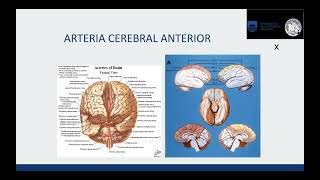 Vascularización encefálica - Anatomía