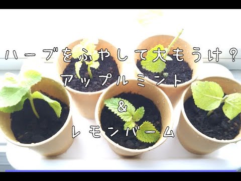 ミント 植物