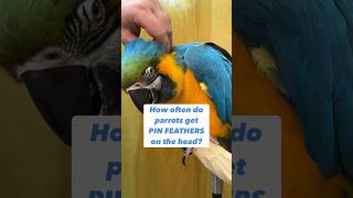 How often do parrots get pin feathers on the head? #birds