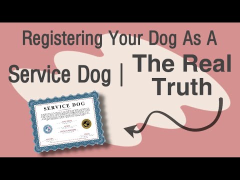 Registering Your Dog As A Service Dog | The Real Truth