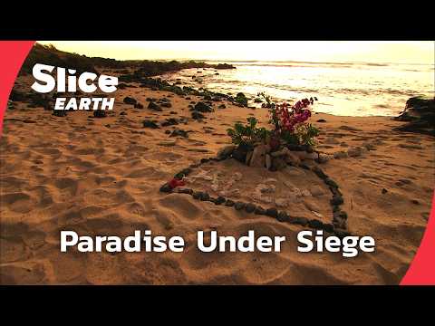 Beneath the Surface: Unraveling La Réunion's Shark Crisis | SLICE EARTH | FULL DOC