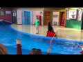Sea World Sea Lion Show Live