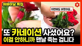 [어버이날 필수시청]ㅣ이런 카네이션 절대 사면 안되는 이유, 돈 아끼는 방법ㅣ이렇게 생긴 카네이션 화분은 제…