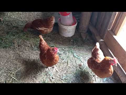 Мешанка для высокой яйценоскости кур#кормдлякур#курицы#кормлениекур#яйценоскость