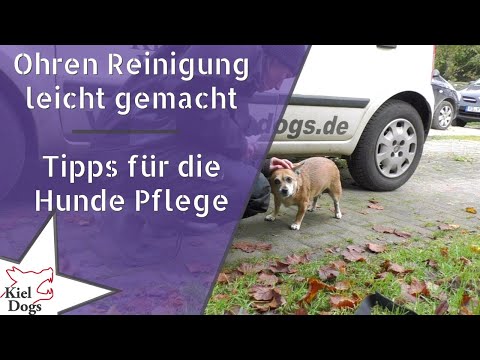 Ohren Reinigung leicht gemacht - Tipps für die Hunde Pflege