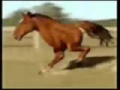 xaxaxxaaxxa...Сумасшедший конь ! Retarded Running Horse ...