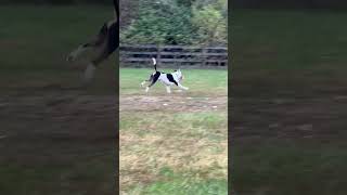 Video preview image #1 Mutt Puppy For Sale in Germantown, OH, USA