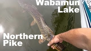 preview picture of video 'Wabamun Lake Trophy Northern Pike Fishing 2014'