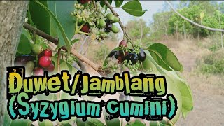 preview picture of video 'Duwet/Jamblang (Syzygium cumini) Primitive Technology: (Make Red Wine)'