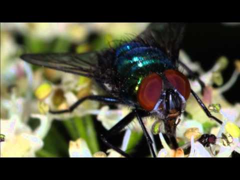 download lagu mp3 mp4 Dr Vogel Kempen, download lagu Dr Vogel Kempen gratis, unduh video klip Dr Vogel Kempen
