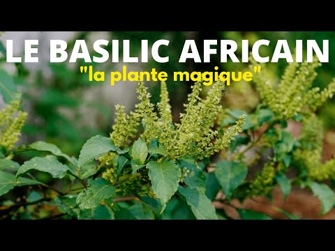 , title : 'Les vertus magique et incroyables du BASILIC AFRICAIN'