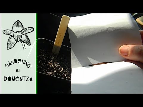 Sowing Streptocarpus Seed