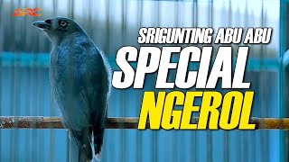 Download lagu MASTERAN SRIGUNTING ABU ABU GACOR SPESIAL NGEROL NEMBAK mp3 Download lagu MASTERAN SRIGUNTING ABU ABU GACOR SPESIAL NGEROL NEMBAK mp3