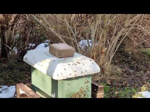 20210222 Rensningsflykt bland avläggarna.