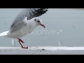 Seagulls On A Quay Eating Bread In Slow Motion