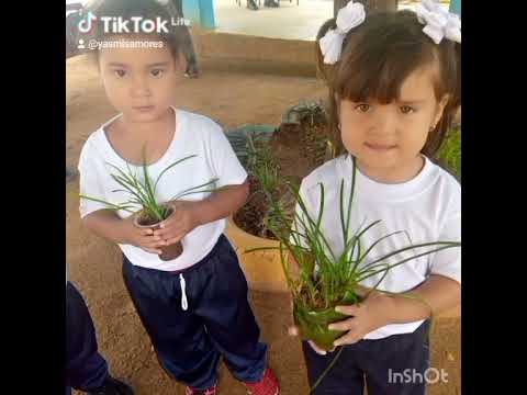 Municipio Jesus Enrique Lossada - Conmemoriacion Profe Aristóbulo Istúriz - Estado Zulia