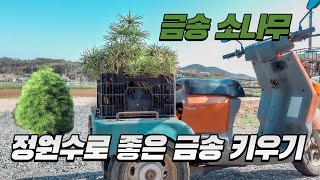 【정원수로 좋은 나무 금송】 소나무 키우기 