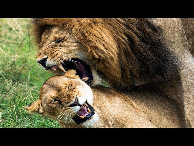 Video Pronunciation of Rushby in English Video Pronunciation of Rushby in English