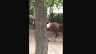 Lesson with Leann Kelly on Rupert at Winslow Farm working on lead changes and stride control