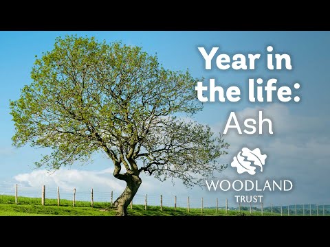A Year in the Life of an Ash Tree | Woodland Trust