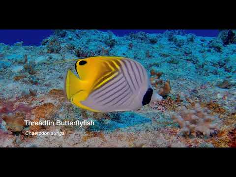 1 Butterflyfish C - scuba diving video