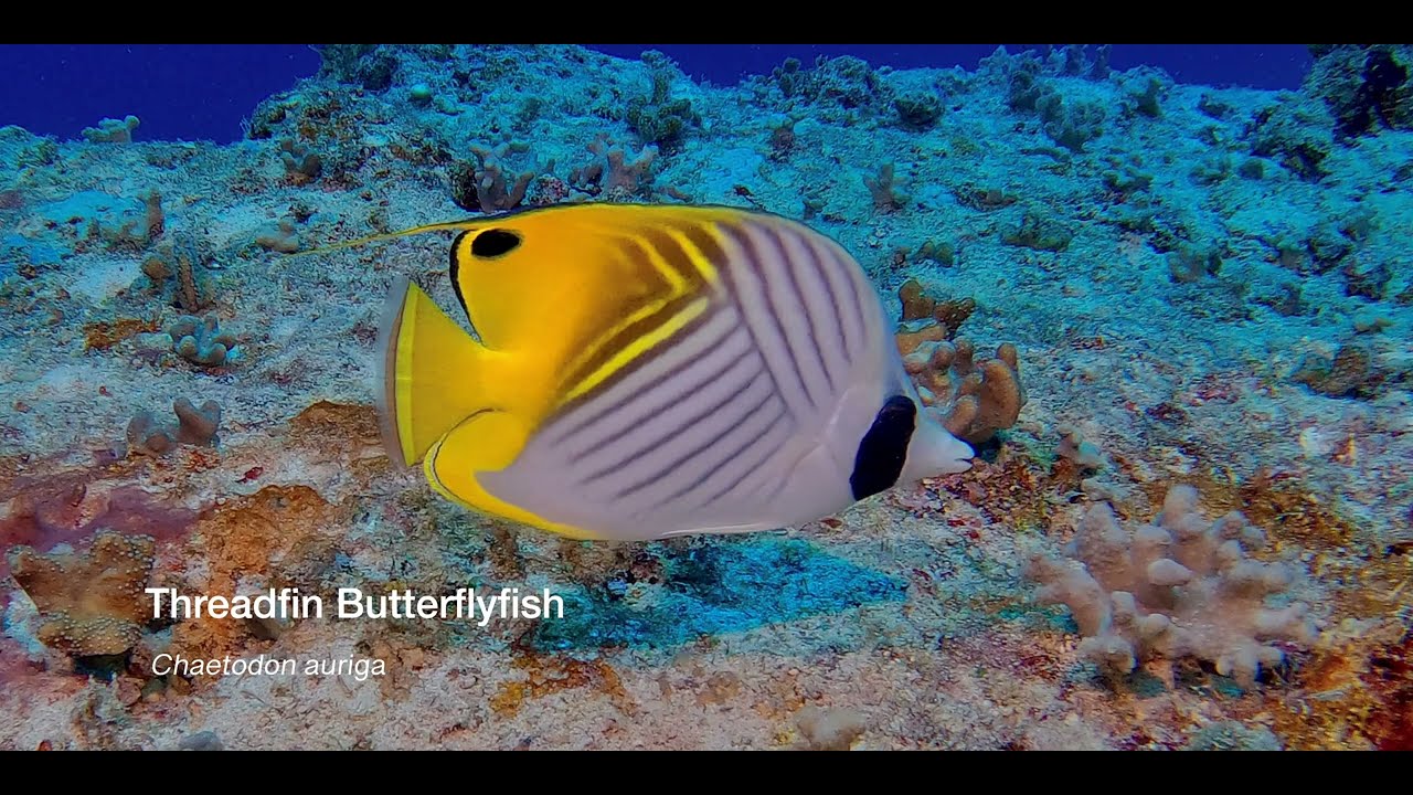 1 Butterflyfish C