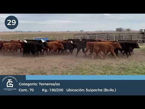 Lote M Y H - Suipacha Bs As