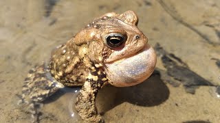 American toad calling sounds