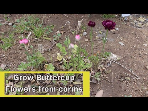 download lagu mp3 mp4 Ranunculus Vase Life, download lagu Ranunculus Vase Life gratis, unduh video klip Ranunculus Vase Life