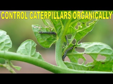 Control Catepillars In The Garden Organically And Effectively