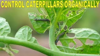 Control Catepillars In The Garden Organically And Effectively