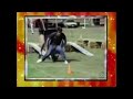 AFV Honourable Mentions Season 18 Episode 1 OG Broadcast