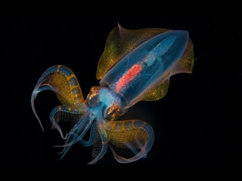 Schwarzwassertauchen / Blackwaterdiving