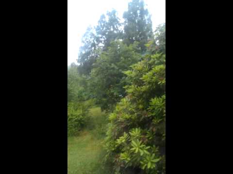 Vädret i Hindås Sverige den 1 Juli 2012