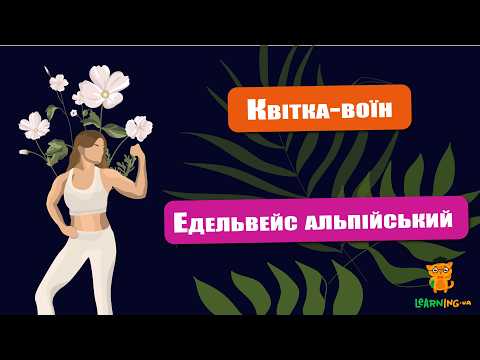 🍀 Дива природи. Явища навколо нас. Едельвейс — альпійське диво 🌏