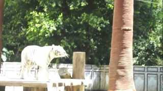 preview picture of video 'Macan Putih dari India - Taman Safari.MP4'