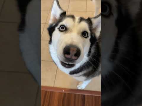 Kung Fu Husky #shorts