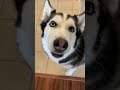 Kung Fu Husky Shorts